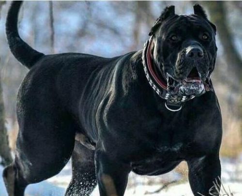 世界上最凶猛的狗是什么狗