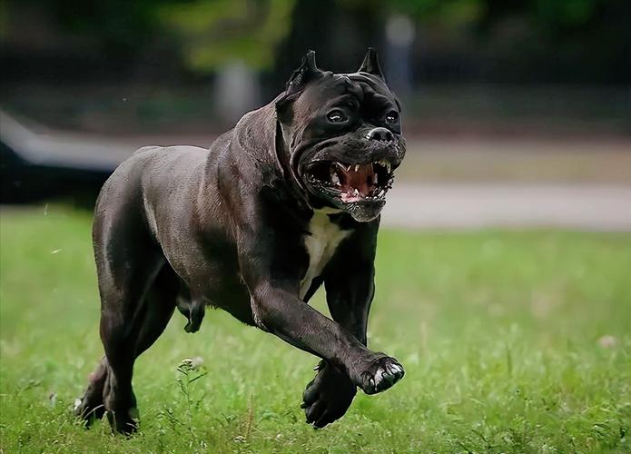 世界上最凶猛的狗狗