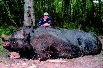 世界上最大的野猪2吨