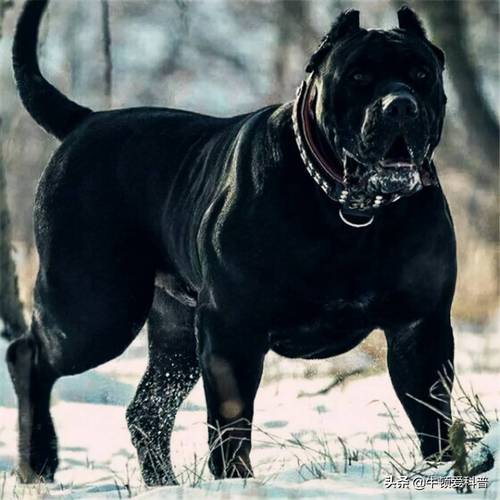 世界十大猛犬排名