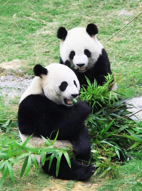 中国的国宝大熊猫