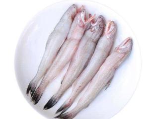 九肚鱼是什么鱼种