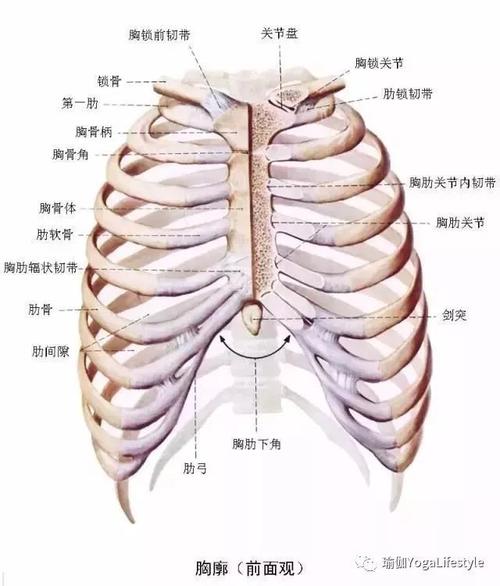 人的肋骨图片及位置图