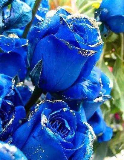 什么花是蓝色的及图片大全