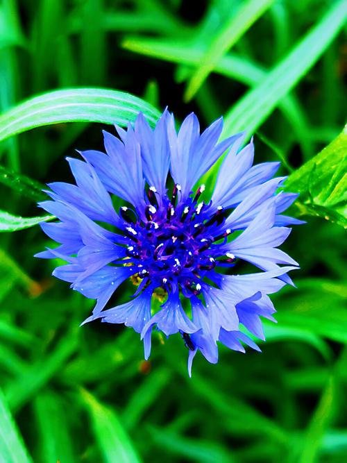 什么花是蓝色的它又叫什么名字