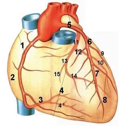 冠状动脉图片结构图
