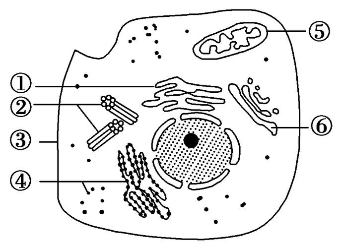 动物细胞结构图手绘初一