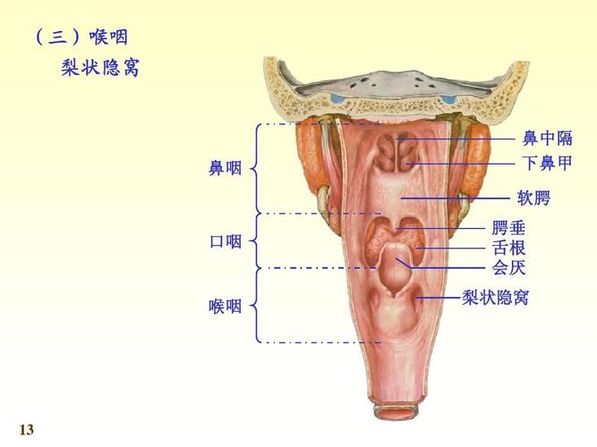 喉的解剖结构图喉在人体的位置