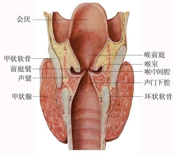 喉的解剖结构图3d