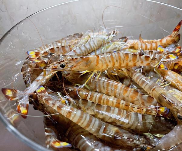 基围虾是什么虾多少钱一斤