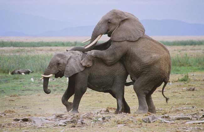 大象怎么繁殖呢