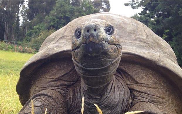 寿命最长的乌龟多少岁