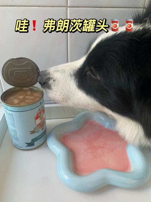 小狗能不能吃橘子罐头