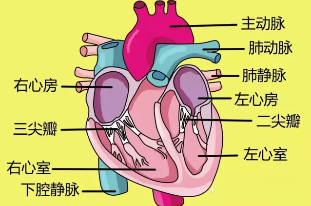 心脏结构示意图