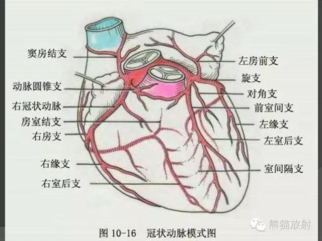 心脏血管解剖图
