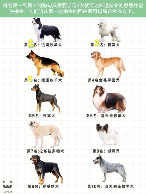 智商排名前十的狗狗有哪些