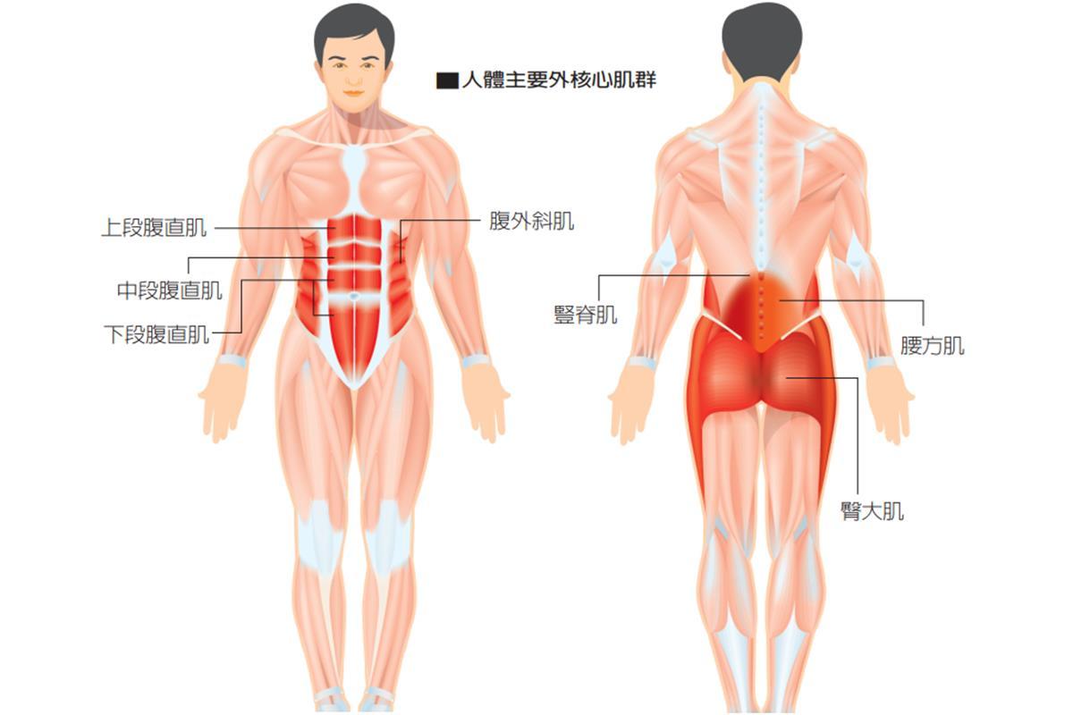 核心肌群有哪些肌肉组成