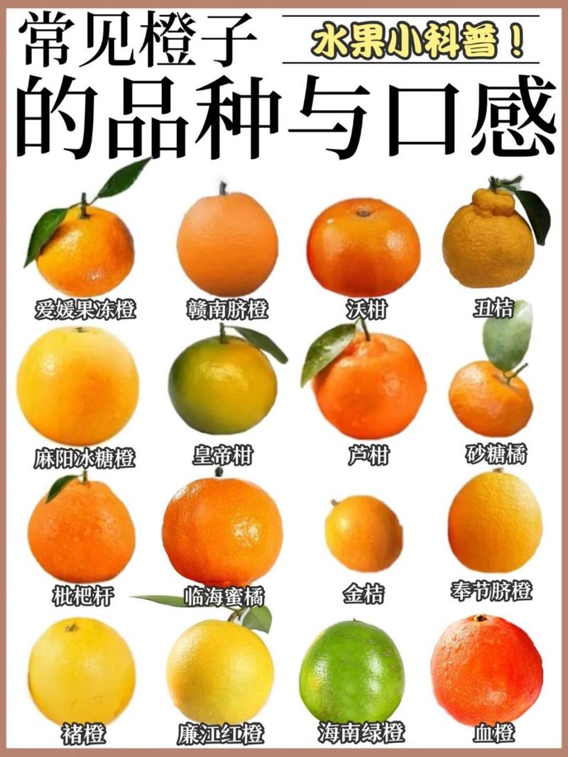 橙子的种类功效和作用