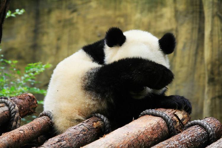 熊猫是什么生肖的动物