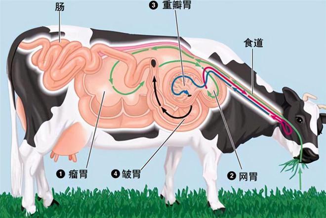 牛的胃怎么画图片大全