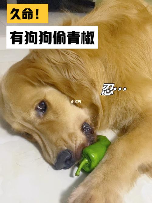 狗可以吃青椒吗