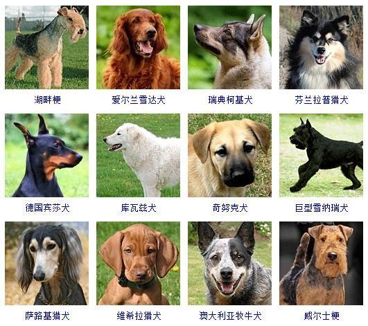 狗狗的种类及图片名称