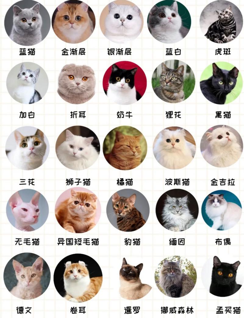 猫咪的种类