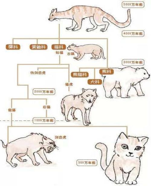 猫的祖先是什么时期才有的