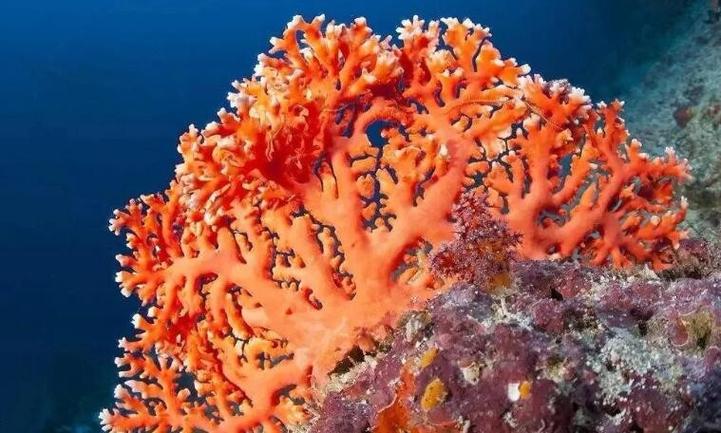 珊瑚的作用的资料有哪些