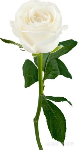 白玫瑰图片唯美高清