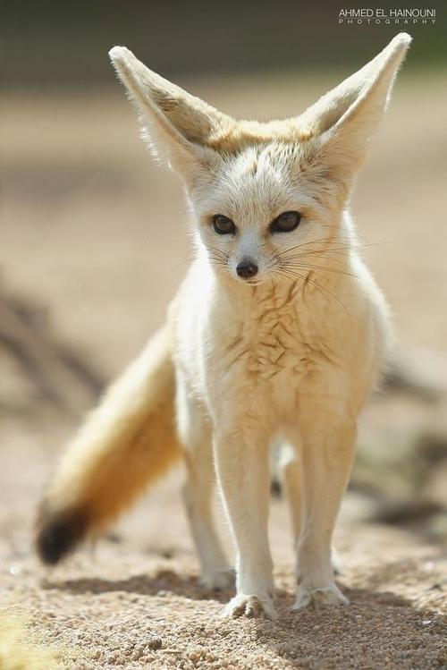 耳廓狐是保护动物吗