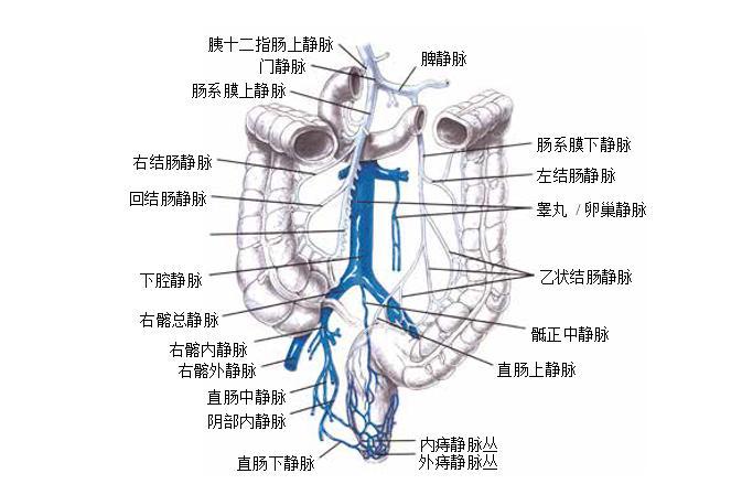 肠系膜下静脉汇入哪里