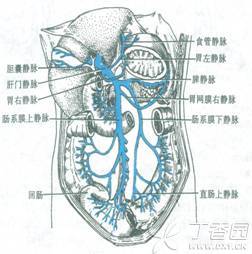 肠系膜下静脉示意图