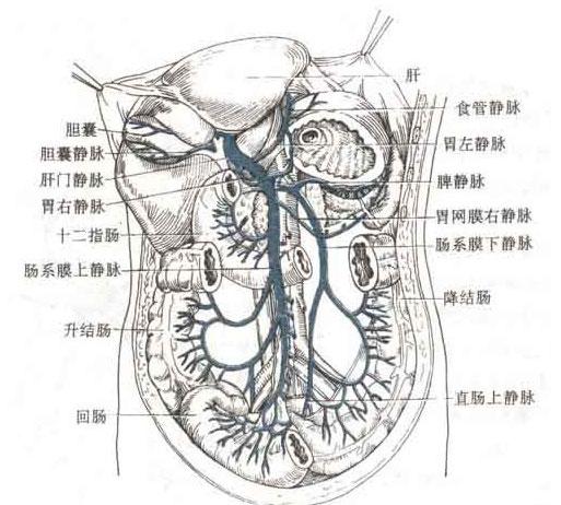 肠系膜下静脉解剖图