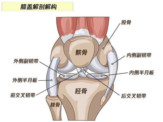 膝关节图片结构图高清
