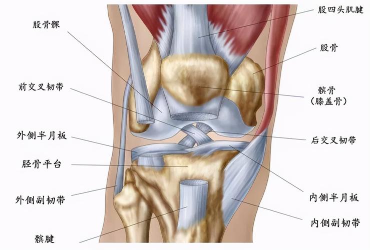 膝关节图片结构图