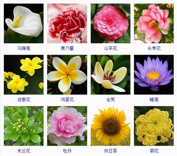 花的品种有哪些名字