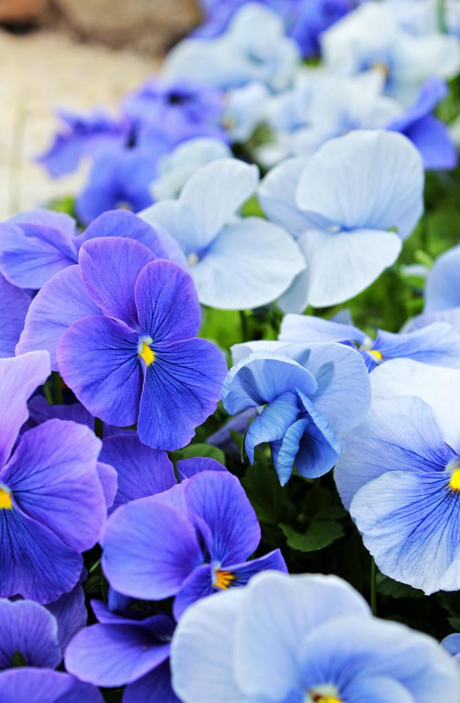蓝色紫罗兰花语