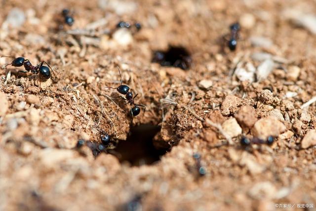 蚂蚁是不是动物的一种