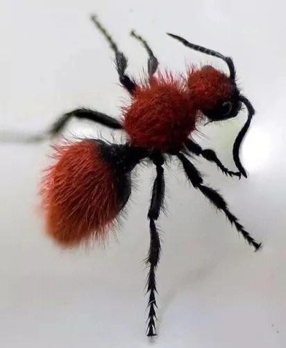 蚂蚁是不是生物