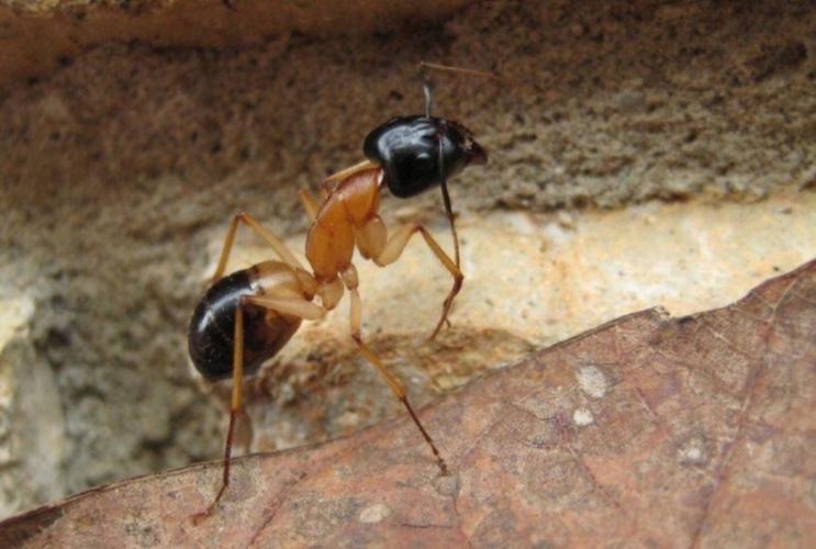 蚂蚁有多少种分别是什么颜色