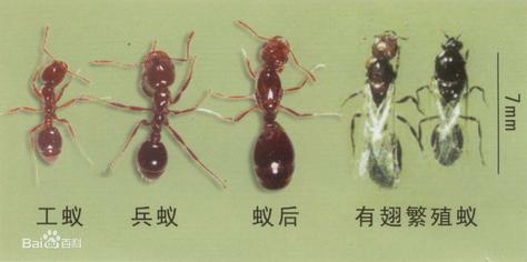 蚂蚁有多少种类