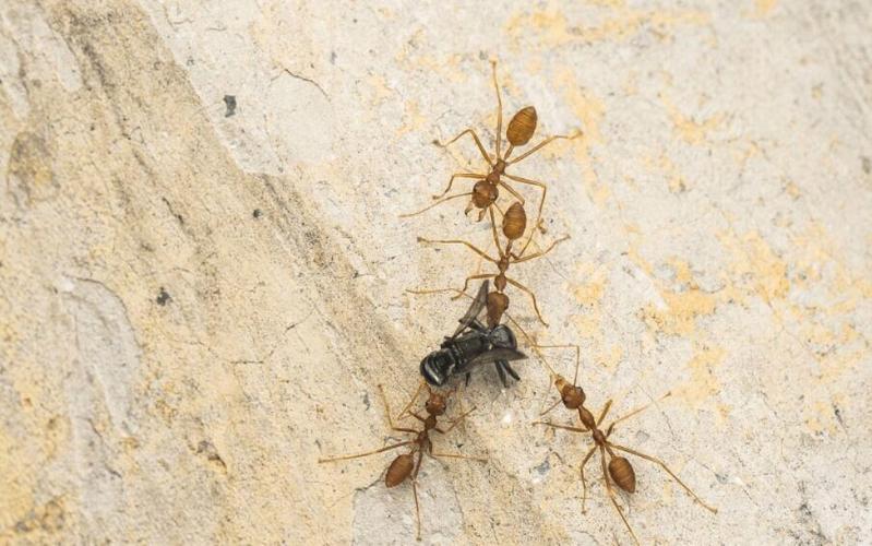 蚂蚁有多少种
