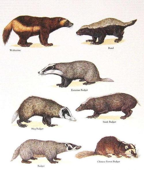 蜜獾是什么动物进化来的