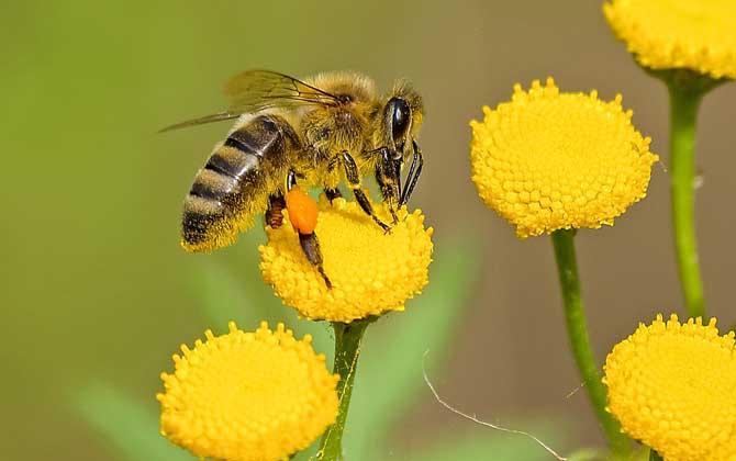 蜜蜂是什么动物类型
