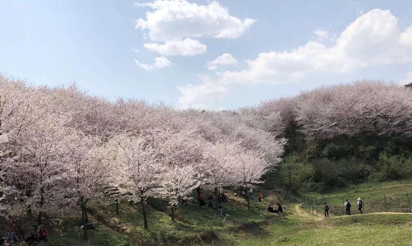 贵州平坝樱花盛开