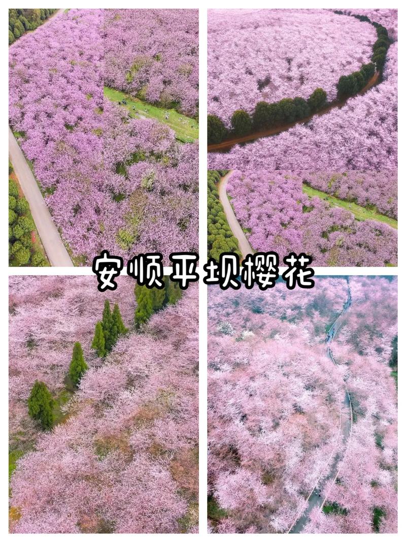 贵州平坝樱花观赏指南
