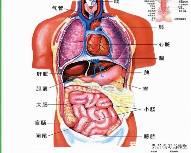 身体器官结构图