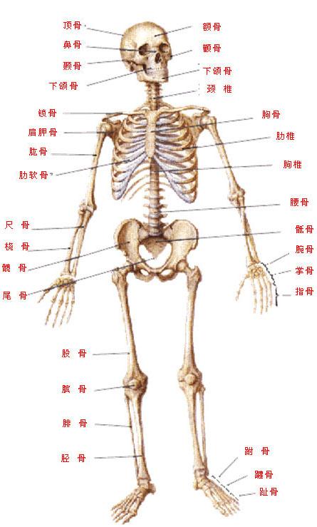 身体骨骼结构图