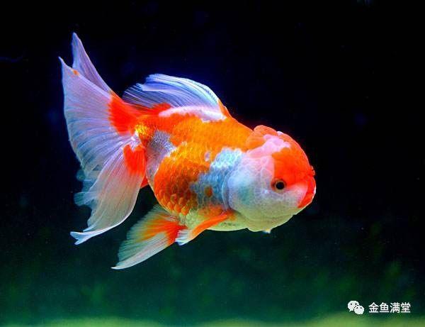金鱼有什么颜色和特点
